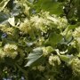 Tilia cordata 'Rancho'